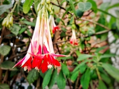 Fuchsia boliviana