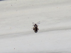 Phyllotreta liebecki