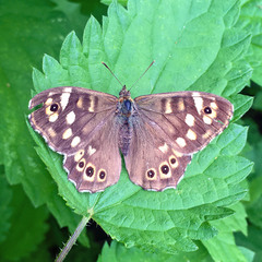 Pararge aegeria