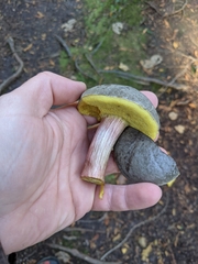 Xerocomellus atropurpureus