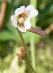 Pinguicula lusitanica