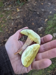 Xerocomellus atropurpureus