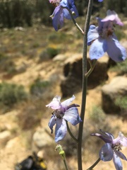 Delphinium parishii parishii