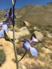 Delphinium parishii parishii