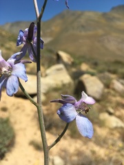 Delphinium parishii parishii
