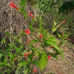 Ruellia brevifolia
