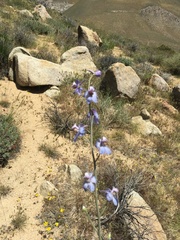 Delphinium parishii parishii