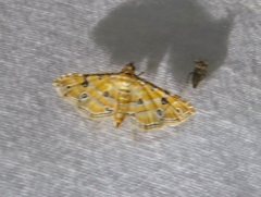 Ommatospila narcaeusalis