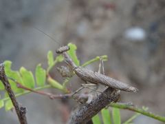 Microthespis dmitriewi