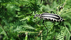 Epicauta atrivittata