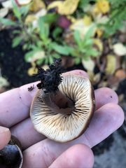 Macrocystidia cucumis