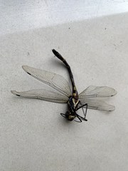 Macromia clio