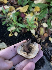Macrocystidia cucumis