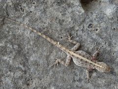 Pristurus
