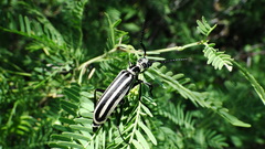 Epicauta atrivittata