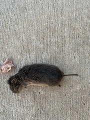 Microtus ochrogaster