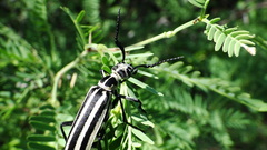 Epicauta atrivittata