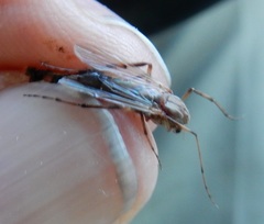 Chironomus crassicaudatus