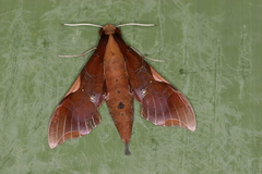 Image of Callionima nomius