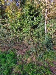 Ligustrum vulgare