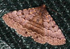 Diatenes aglossoides