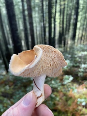 Hydnum oregonense