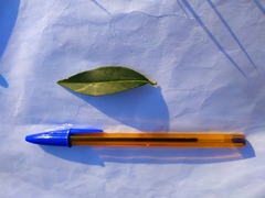 Ligustrum vulgare
