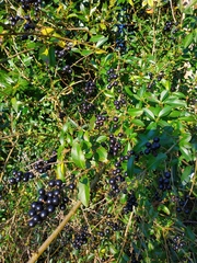 Ligustrum vulgare