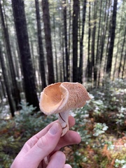 Hydnum oregonense