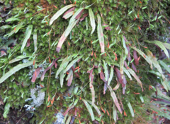 Notogrammitis angustifolia