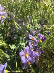 Solanum xanti xanti
