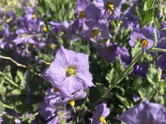 Solanum xanti xanti