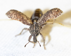 Listroderes difficilis