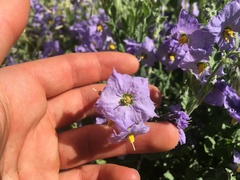 Solanum xanti xanti