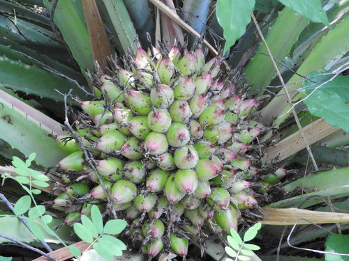 Bromelia hemispherica (Bromelia hemispherica)