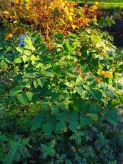 Reynoutria japonica