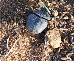 Scarabaeus cicatricosus