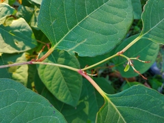 Reynoutria japonica
