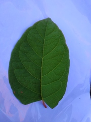 Reynoutria japonica