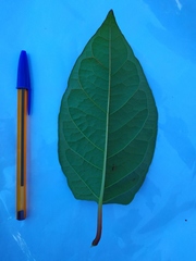 Reynoutria japonica