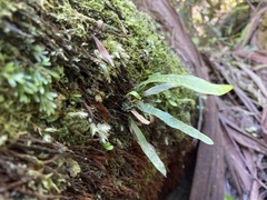 Notogrammitis billardierei