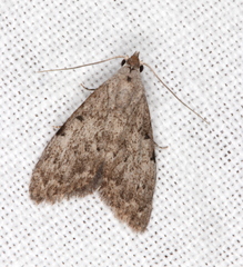 Nola pleurosema