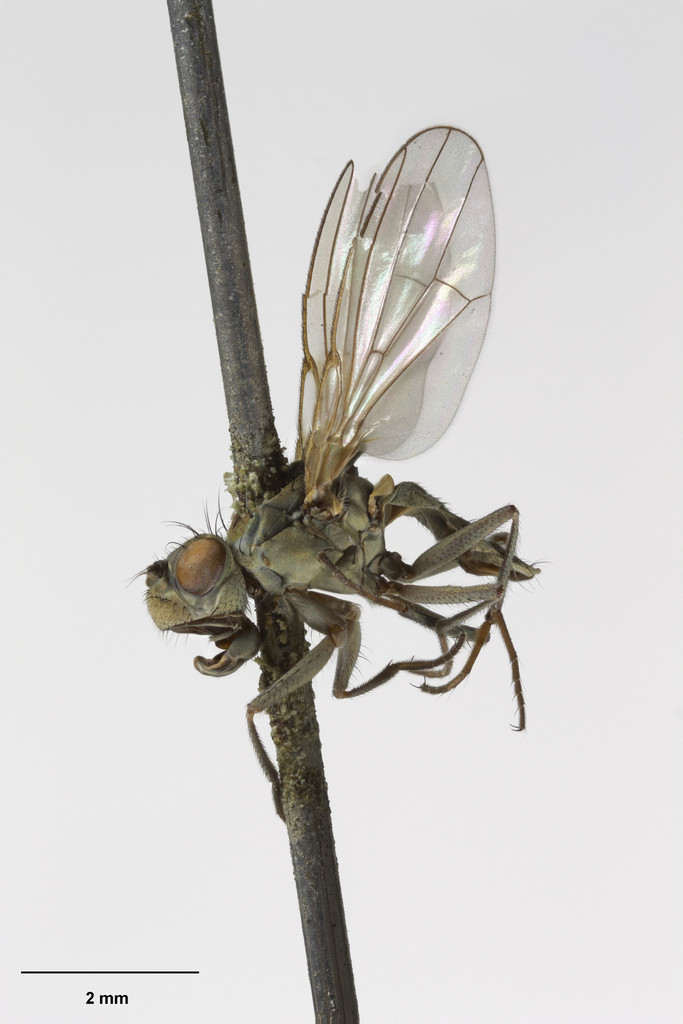 Ephydrella spathulata