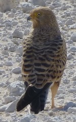 Falco rupicoloides