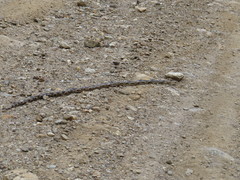 Pituophis lineaticollis