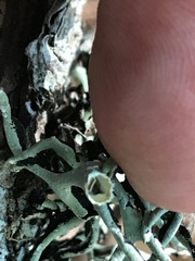 Hypogymnia imshaugii image