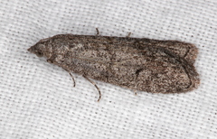 Aphomia baryptera