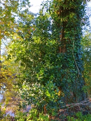 Laurus nobilis