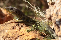 Timon lepidus lepidus