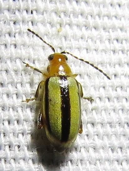 Texas Systena
